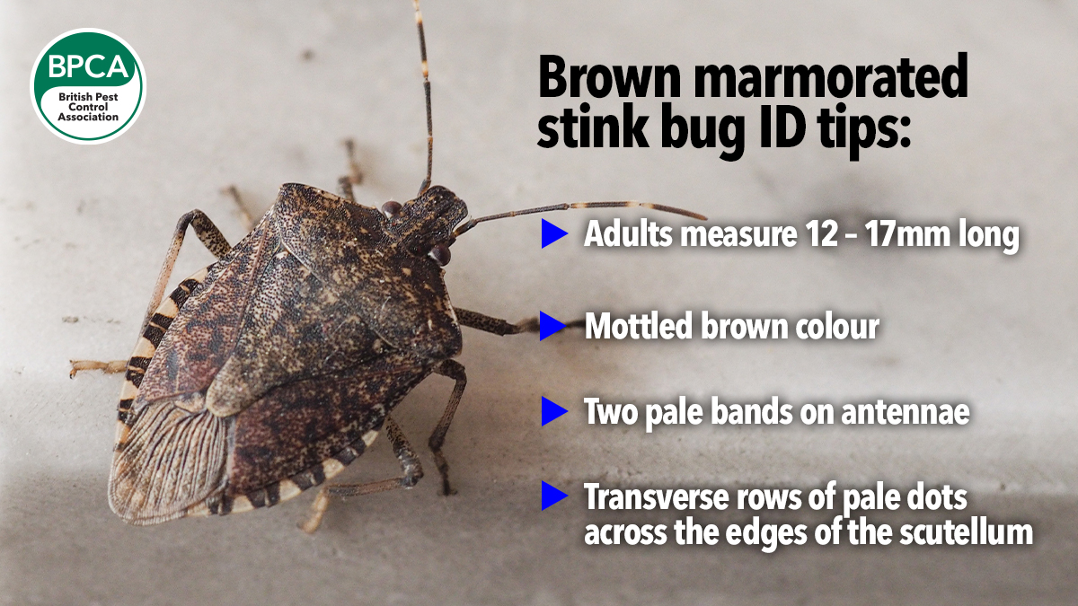 530 brown-marmorated-stink-bug-sighting3